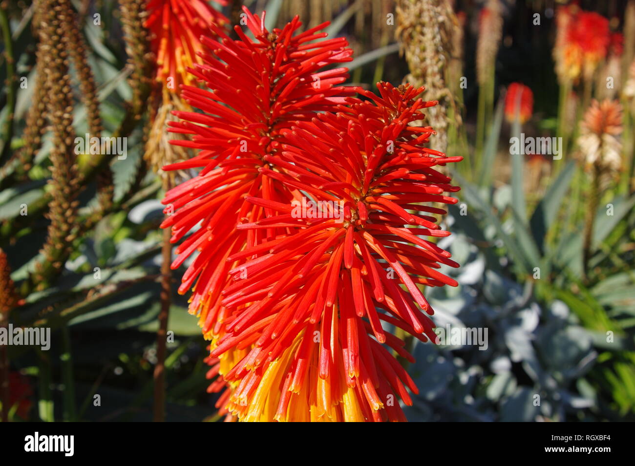 Orange and yellow plant in Australia, from the Melbourne Zoo. Australian Flower, foliage plant. Stock Photo