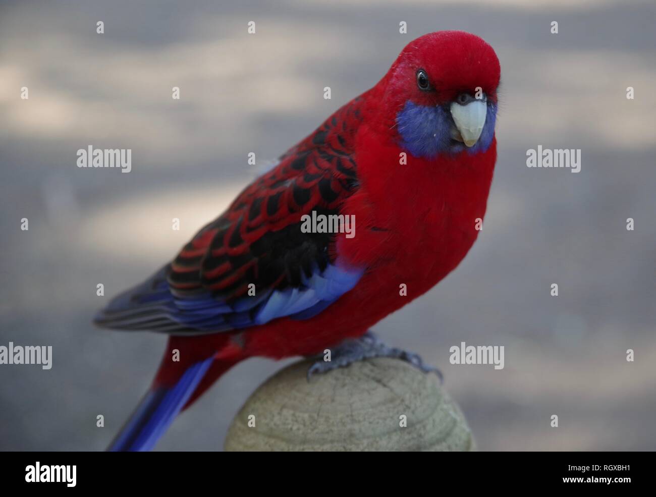 Australian red and blue colored bird, Colored bird, (Kelson Burns) Stock Photo