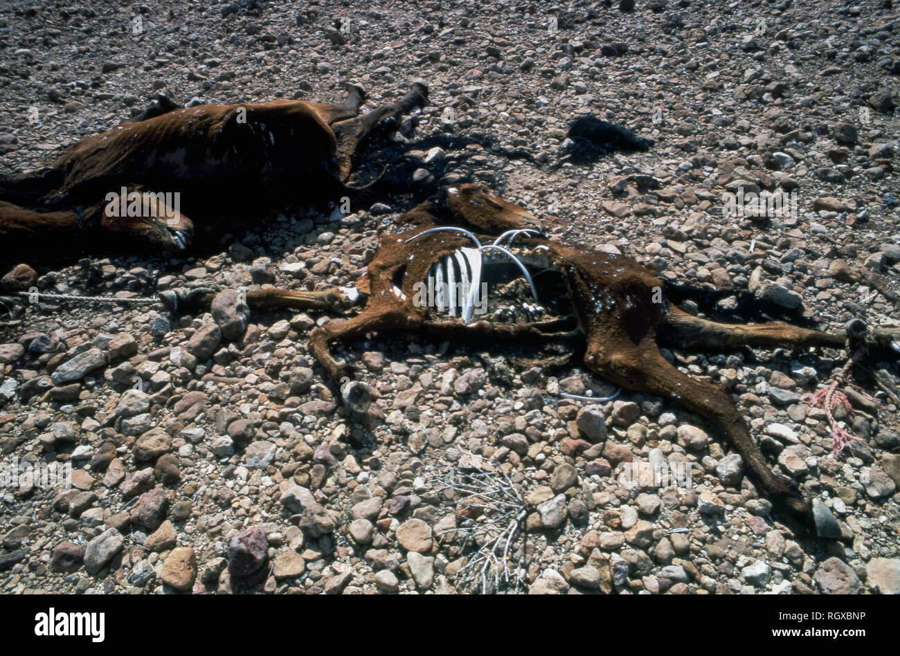 Dead brumbies (wild horse) owing to severe drought conditions, Simpson Desert, Australia Stock Photo