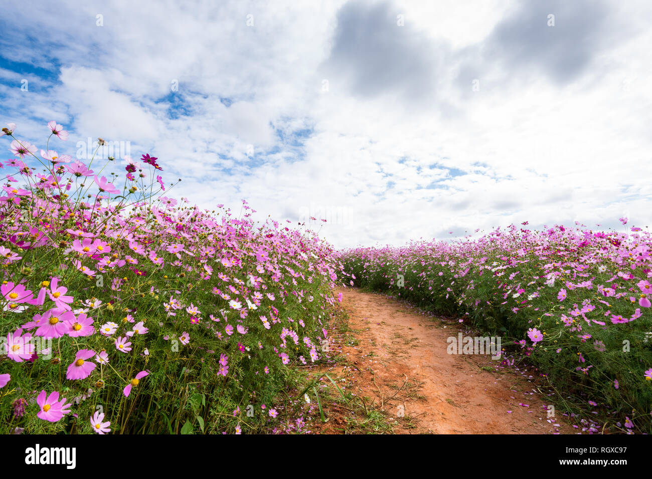 Cosmos flowers field and clouds sky in Anseong farmland Stock Photo