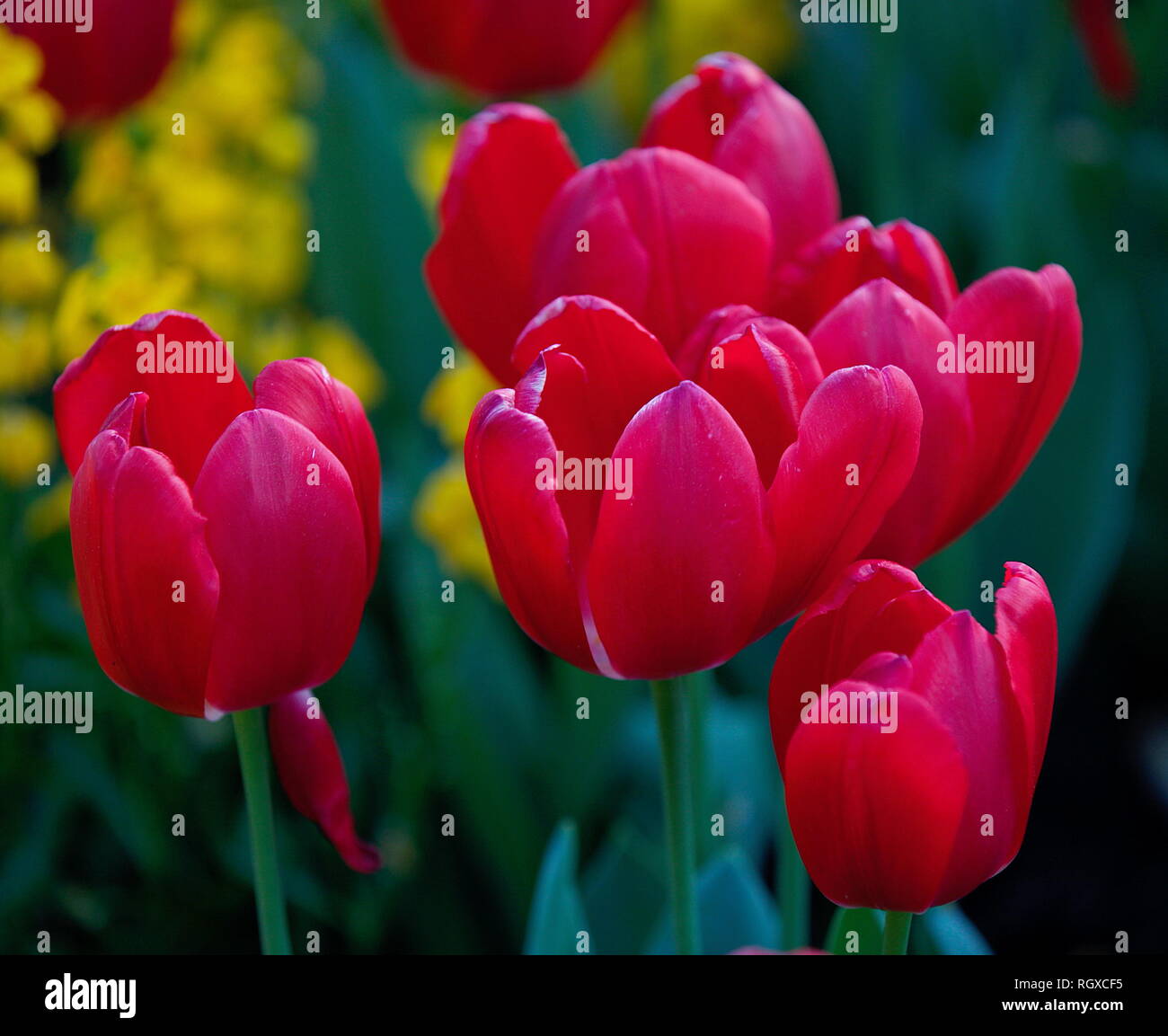 Luscious Red Giant Tulips Stock Photo