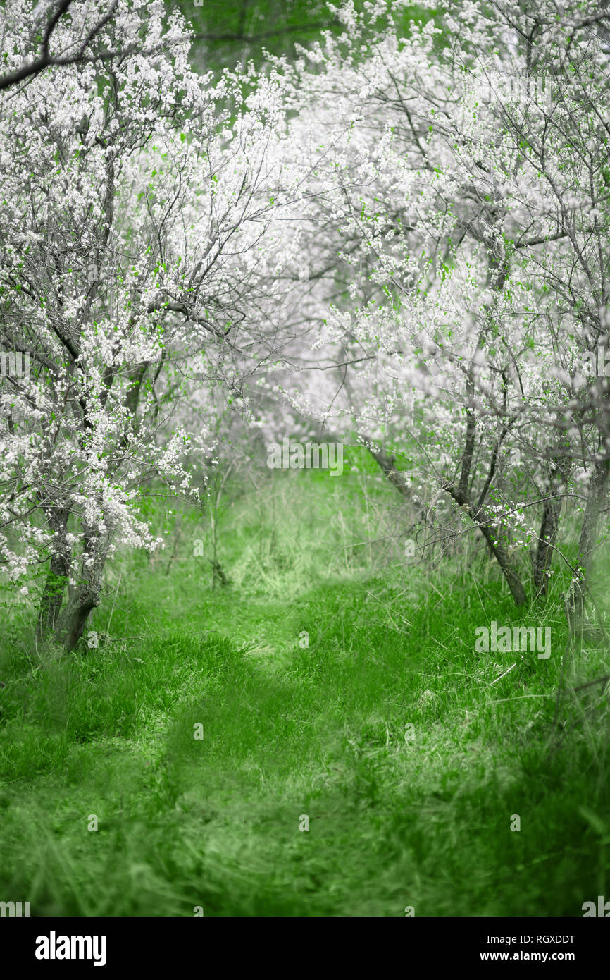 Cherry Blossoms. Beautiful spring garden. Trees and grass Stock Photo