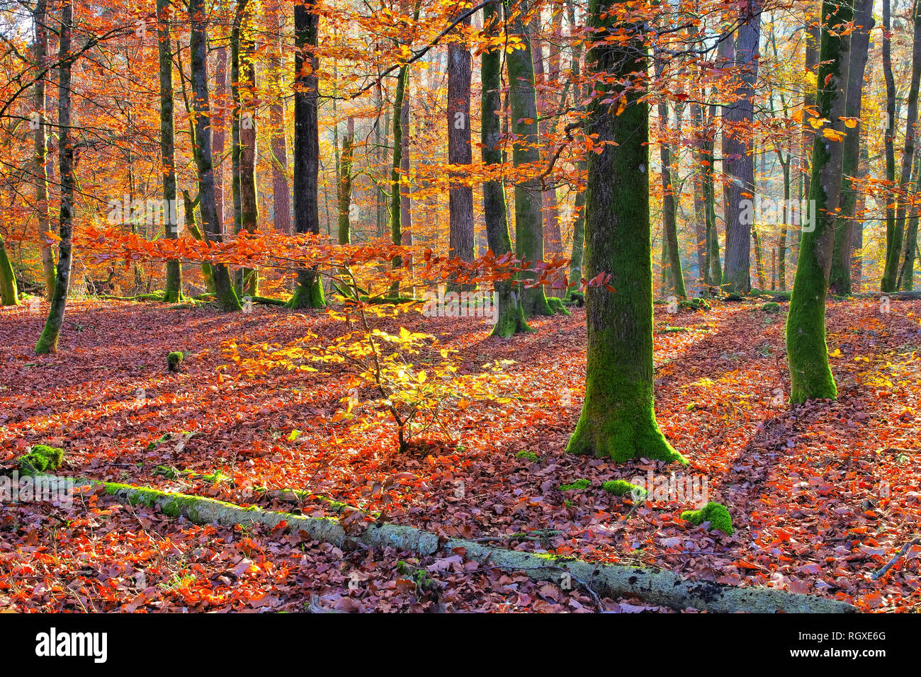 typical beech forest in fall with sunshine Stock Photo