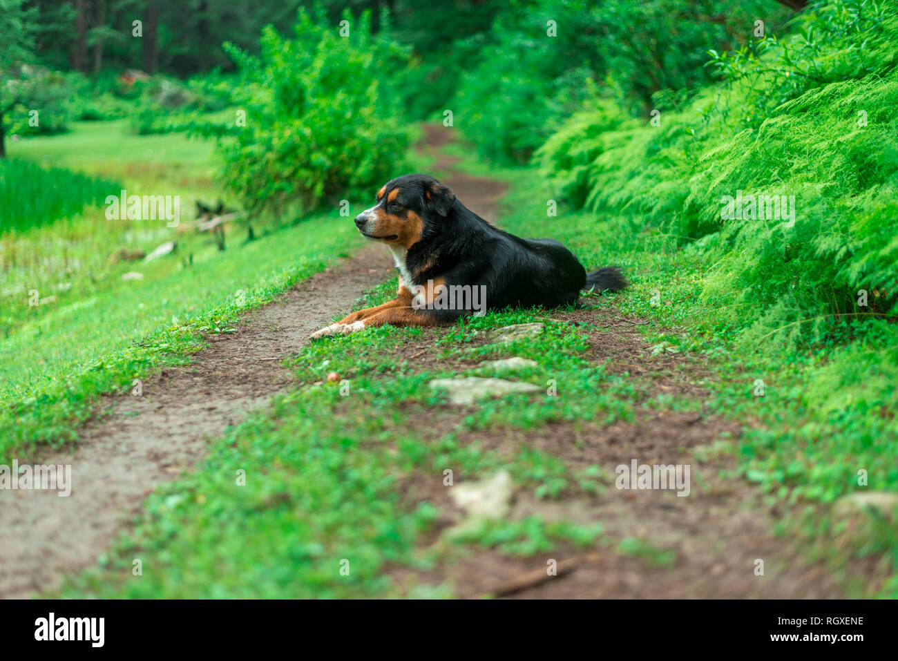 Black Indian Dog in Forest in Himalayas, Sainj Valley, Himachal Pradesh