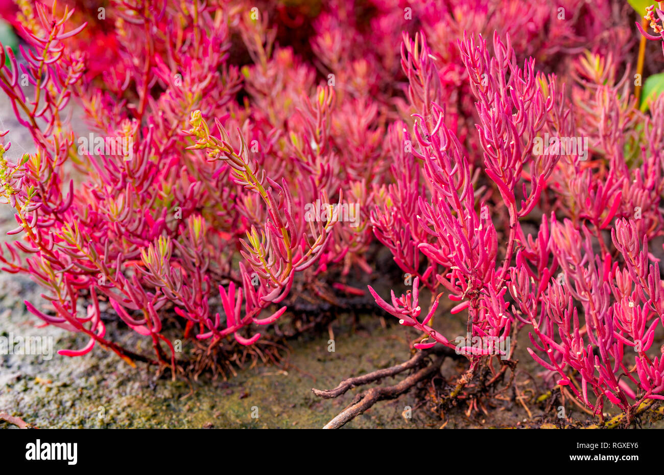 Seablite (Sueda maritima) growth in acid soil. Acid soil indicator plants. Pink Seablite. Acid loving plants. Valentine's day background. Exotic plant Stock Photo