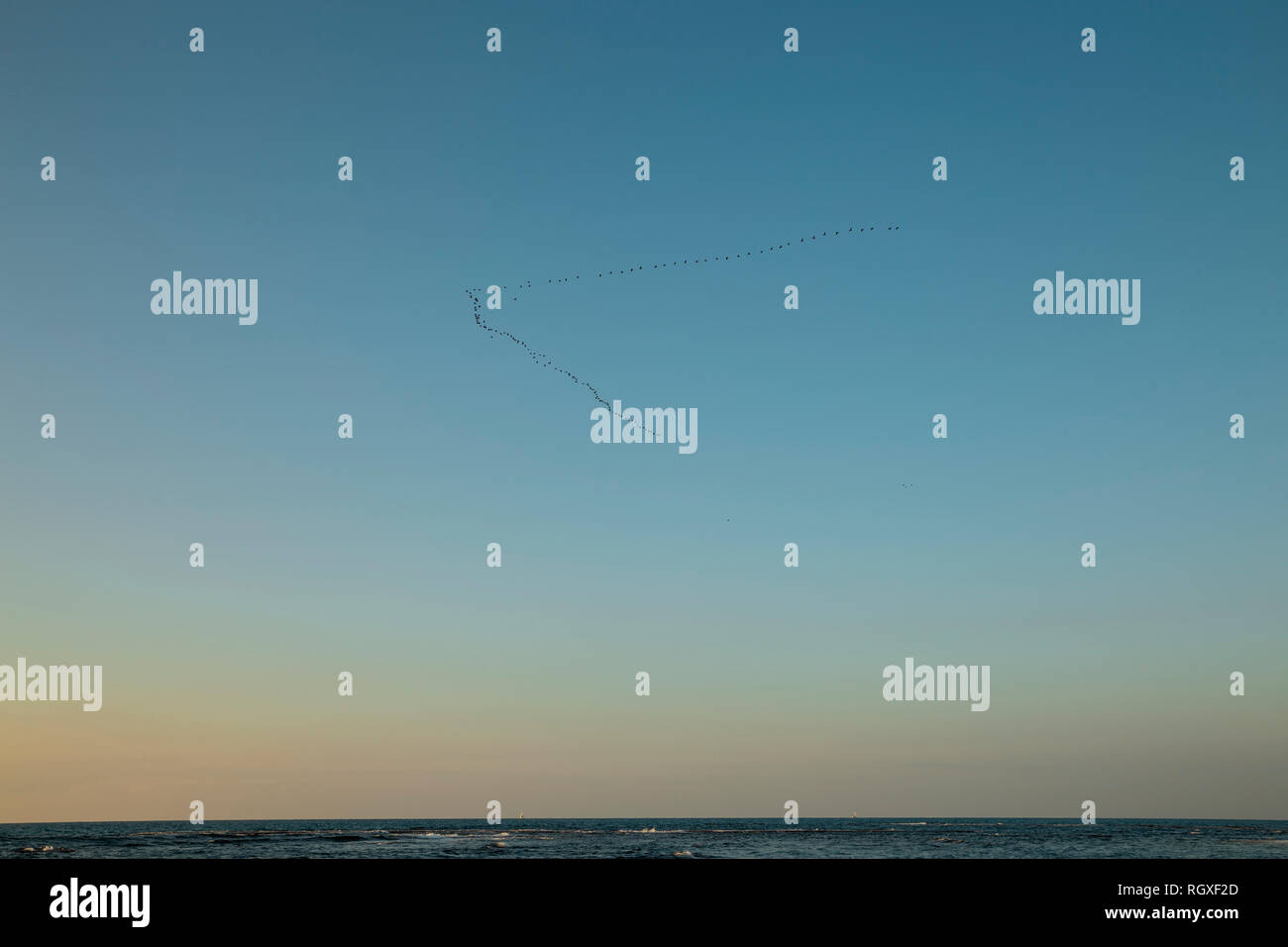 Flock of birds flying in a V formation on blue sky and golden sunset rays high above the sea - Image Stock Photo
