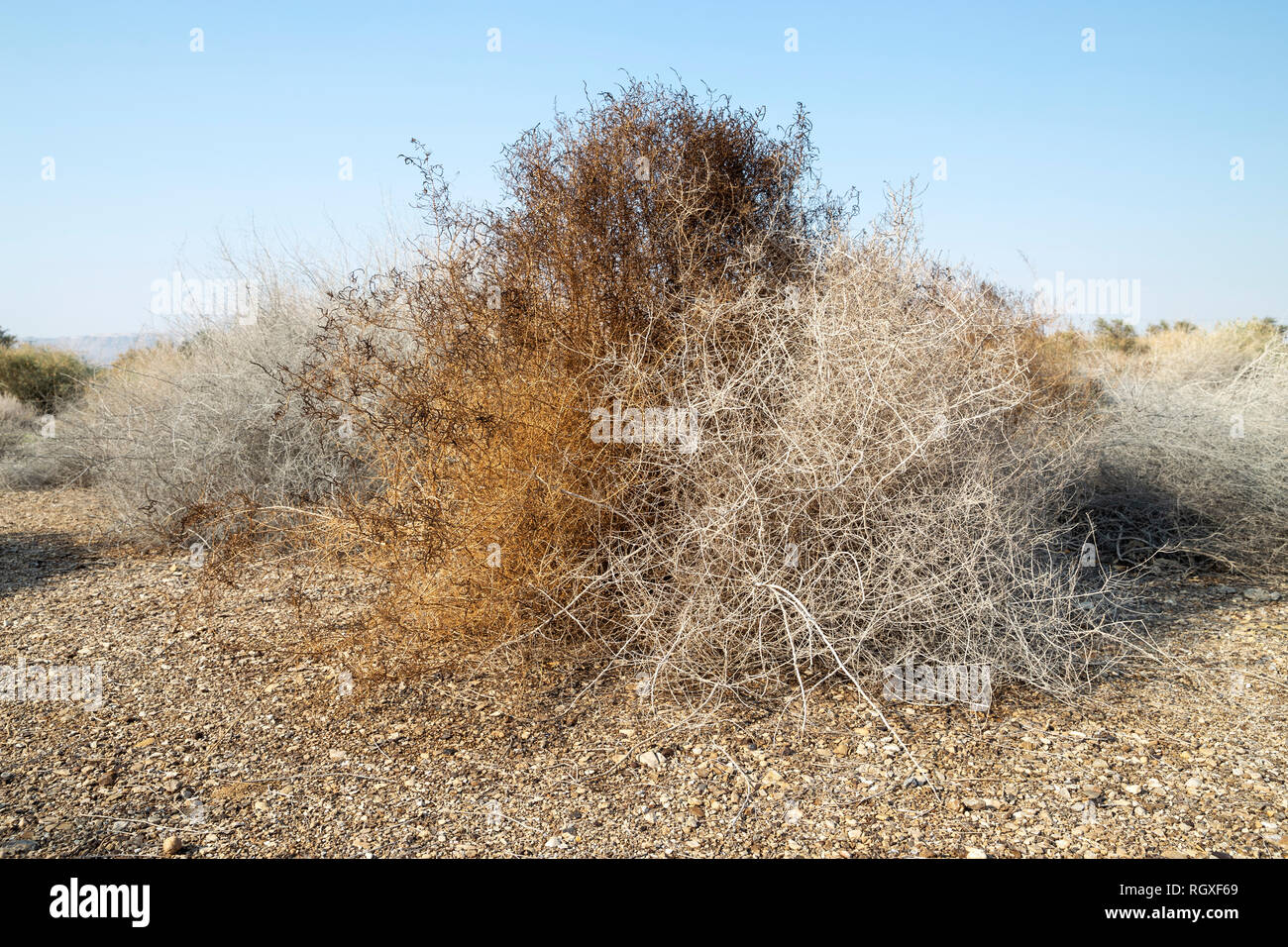 Close image of rare grey and brown dry desert bushes near Dead sea in Israel Stock Photo Alamy