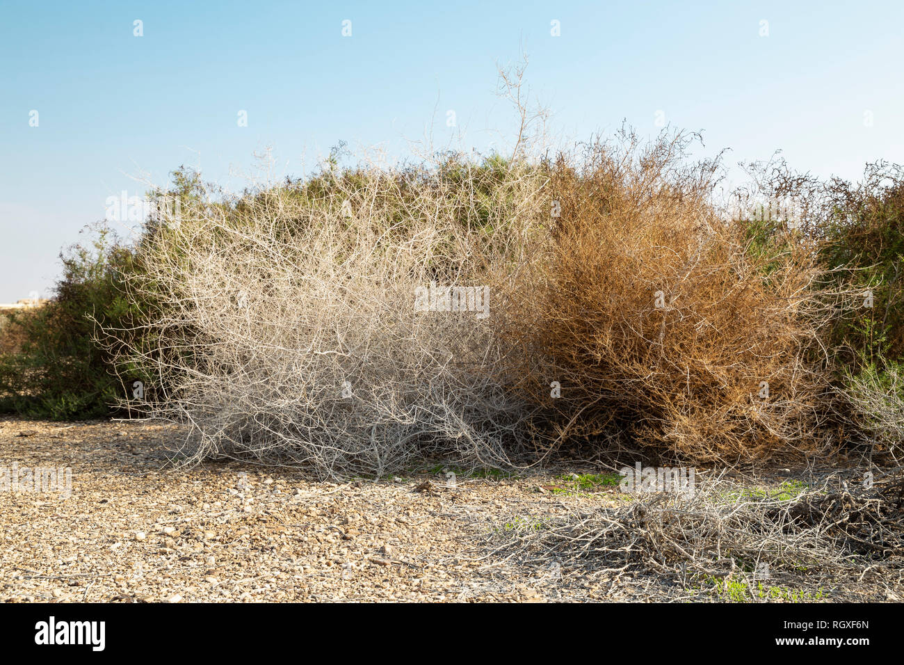 Close image of rare grey and brown dry desert bushes near Dead sea in Israel Stock Photo Alamy
