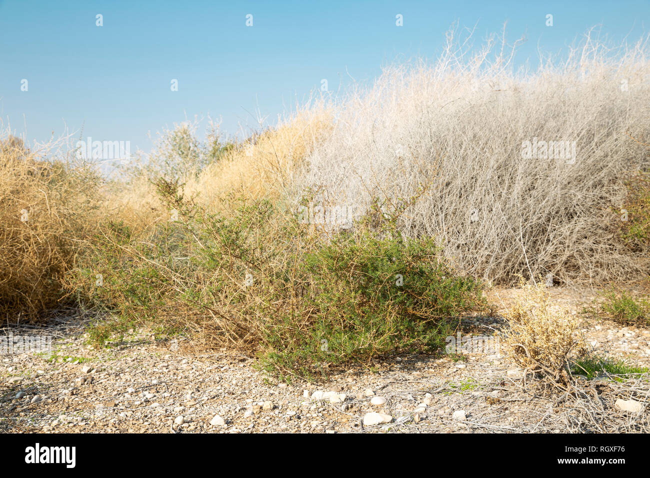 Close image of rare grey and brown dry desert bushes near Dead sea in Israel Stock Photo Alamy