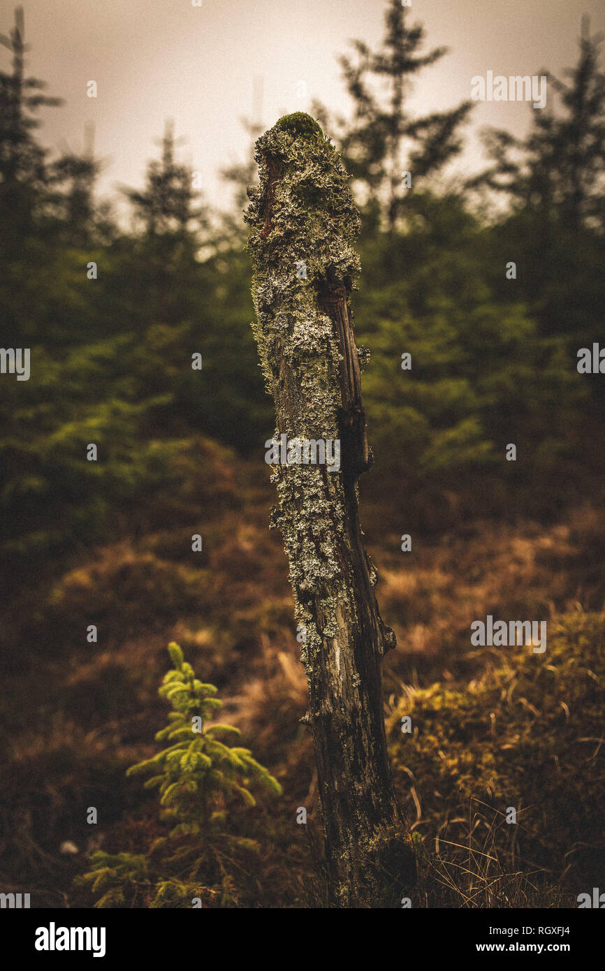 Old decaying remains of a tree trunk in Wicklow National Park, Ireland Stock Photo