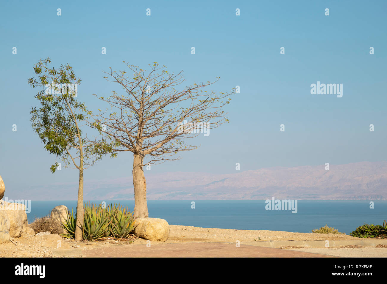 Two tiny trees on Dead Sea side. View from above of west bank to the east. Over the sea is the coast of Jordan Stock Photo