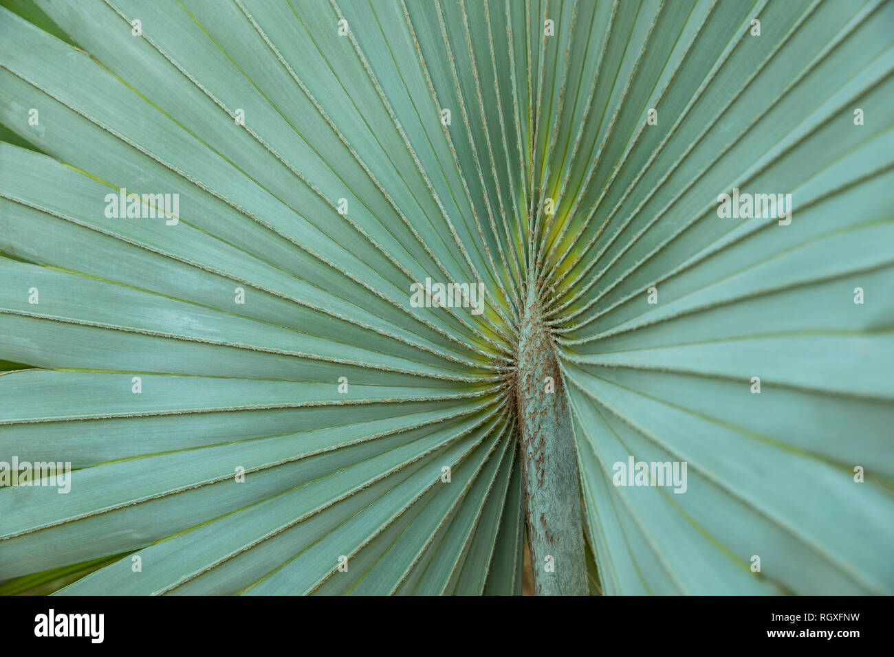 A tropical green leaf close up, graphic, textured shape Stock Photo