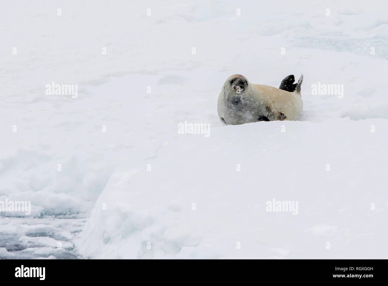 Crabeater Seal (Lobodon carcinophaga) lying on the edge of sea ice sleeping and stretching near Snow Hill Island, Weddell Sea, Antarctica Stock Photo