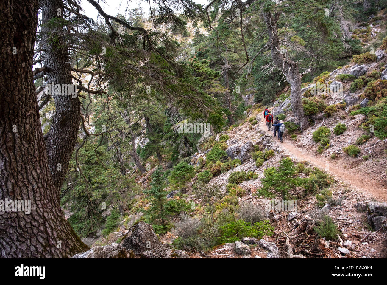 Hiking in nature. Biosphere Reserve. Natural Park Sierra de las Nieves. Spanish Fir Abies pinsapo. Ronda, Malaga province. Andalusia, Southern Spain.  Stock Photo