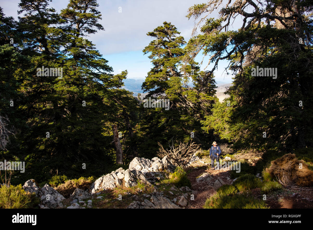 Hiking in nature. Biosphere Reserve. Natural Park Sierra de las Nieves. Spanish Fir Abies pinsapo. Ronda, Malaga province. Andalusia, Southern Spain.  Stock Photo