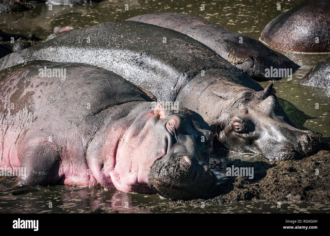 Safari in Kenya and Tanzania, Dec'18 and Jan'17 Stock Photo