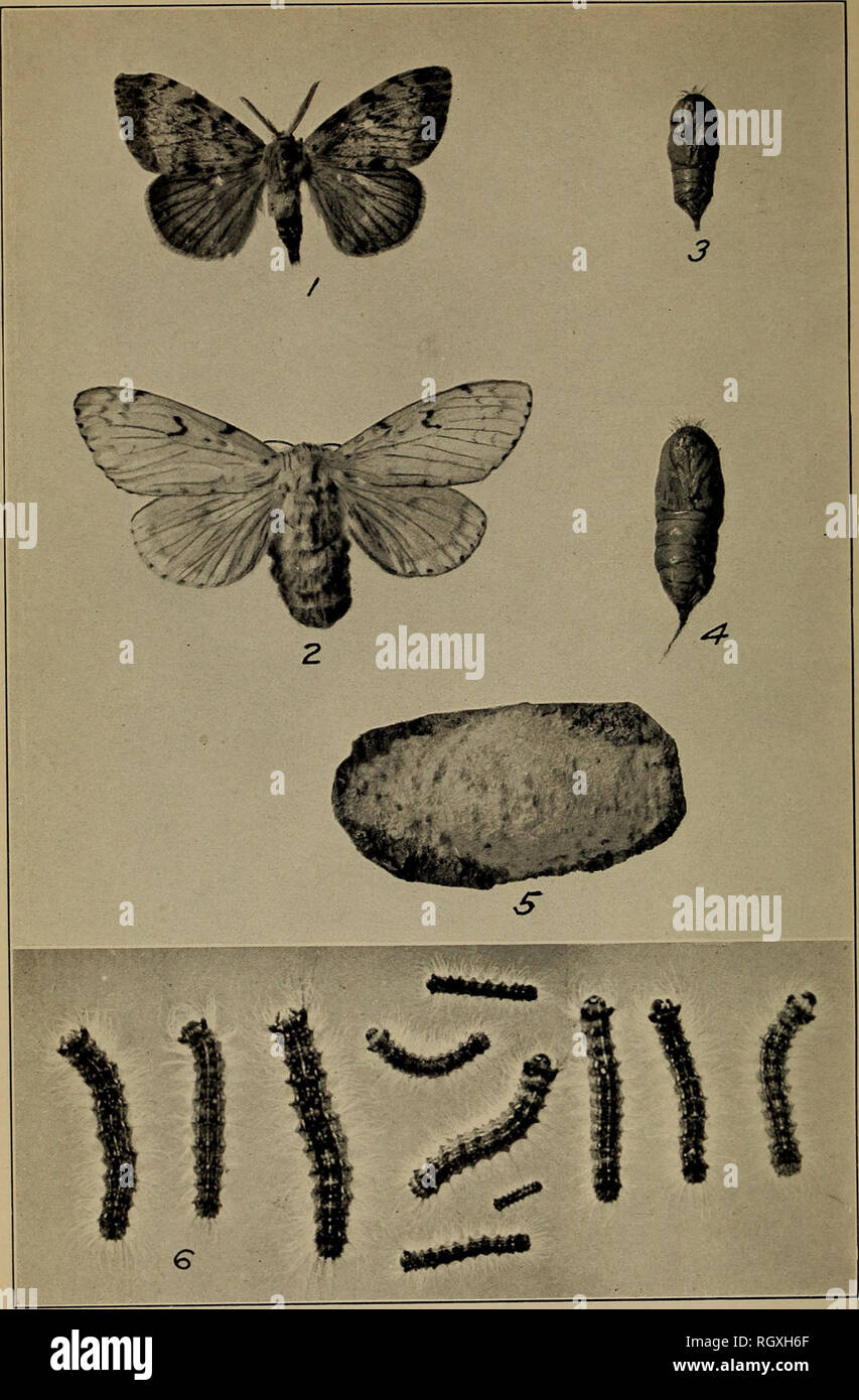 . Bulletin. Insects; Insect pests; Entomology; Insects; Insect pests; Entomology. Bui. 87, Bureau of Entomology, U. S. Dept. of Agriculture, Plate I.. The Gipsy Moth (Porthetria dispar). Fig 1 —Male moth. Fig. 2.—Female moth. Fig. 3.—Male pupa. Fig. 4.—Female pupa. Fig. 5.- Egg cluster. Fig. 6.—Caterpillars; the largest are less than half grown. (Original.). Please note that these images are extracted from scanned page images that may have been digitally enhanced for readability - coloration and appearance of these illustrations may not perfectly resemble the original work.. United States. Bur Stock Photo