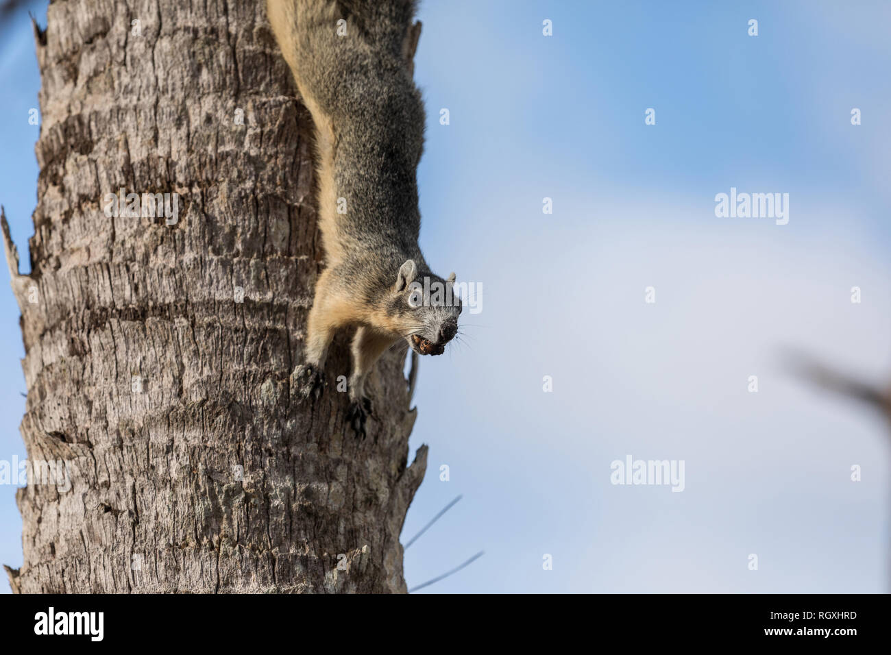 Alert big cypress fox squirrel Sciurus niger avicennia gathers nuts on a tree branch in summer in Naples, Florida Stock Photo