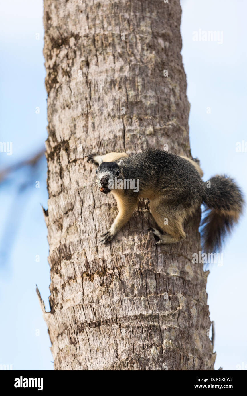 Alert big cypress fox squirrel Sciurus niger avicennia gathers nuts on a tree branch in summer in Naples, Florida Stock Photo
