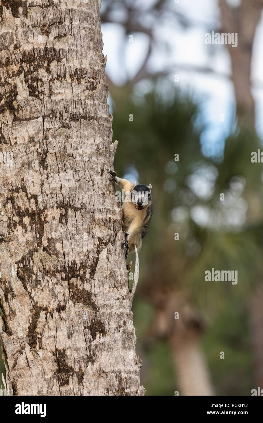 Alert big cypress fox squirrel Sciurus niger avicennia gathers nuts on a tree branch in summer in Naples, Florida Stock Photo