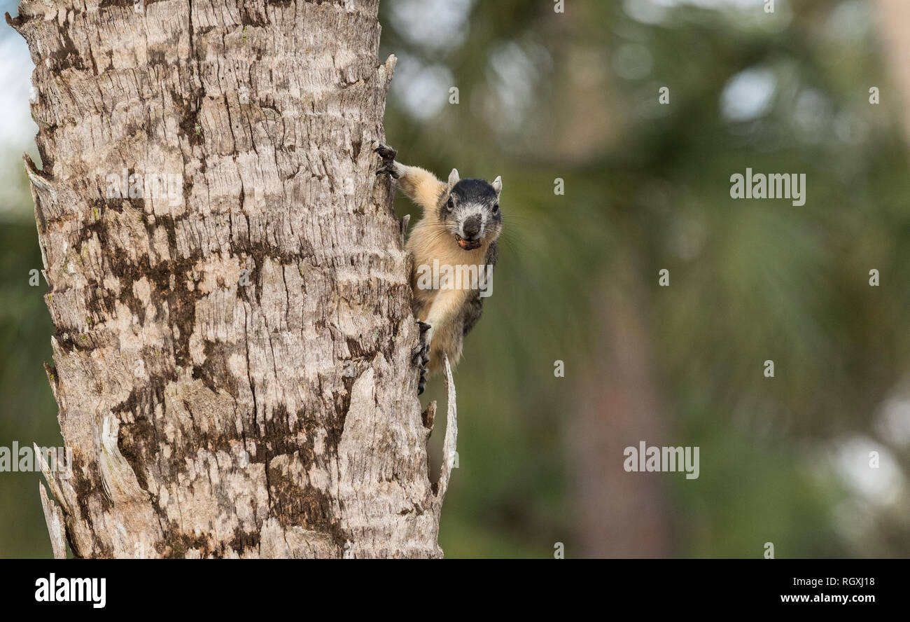 Alert big cypress fox squirrel Sciurus niger avicennia gathers nuts on a tree branch in summer in Naples, Florida Stock Photo