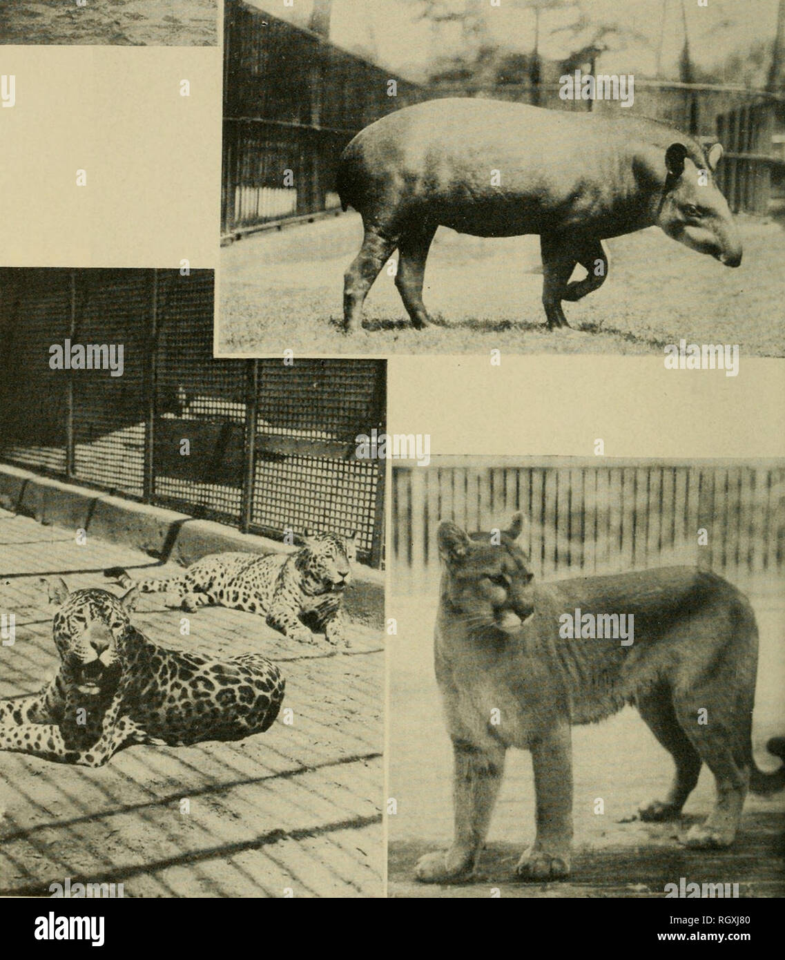 Bulletin. Ethnology. Plate 39.--Maiiatee tapir, and felids. Top, left:  Manatee {Trichechns manatus), Gravtowii, Nicaragua. lop, right: Tapir  (Taptrus terrestris), 250 to 300 kg. Bottom, left: Jaguar (Felis onca),'tO  to 100 kg