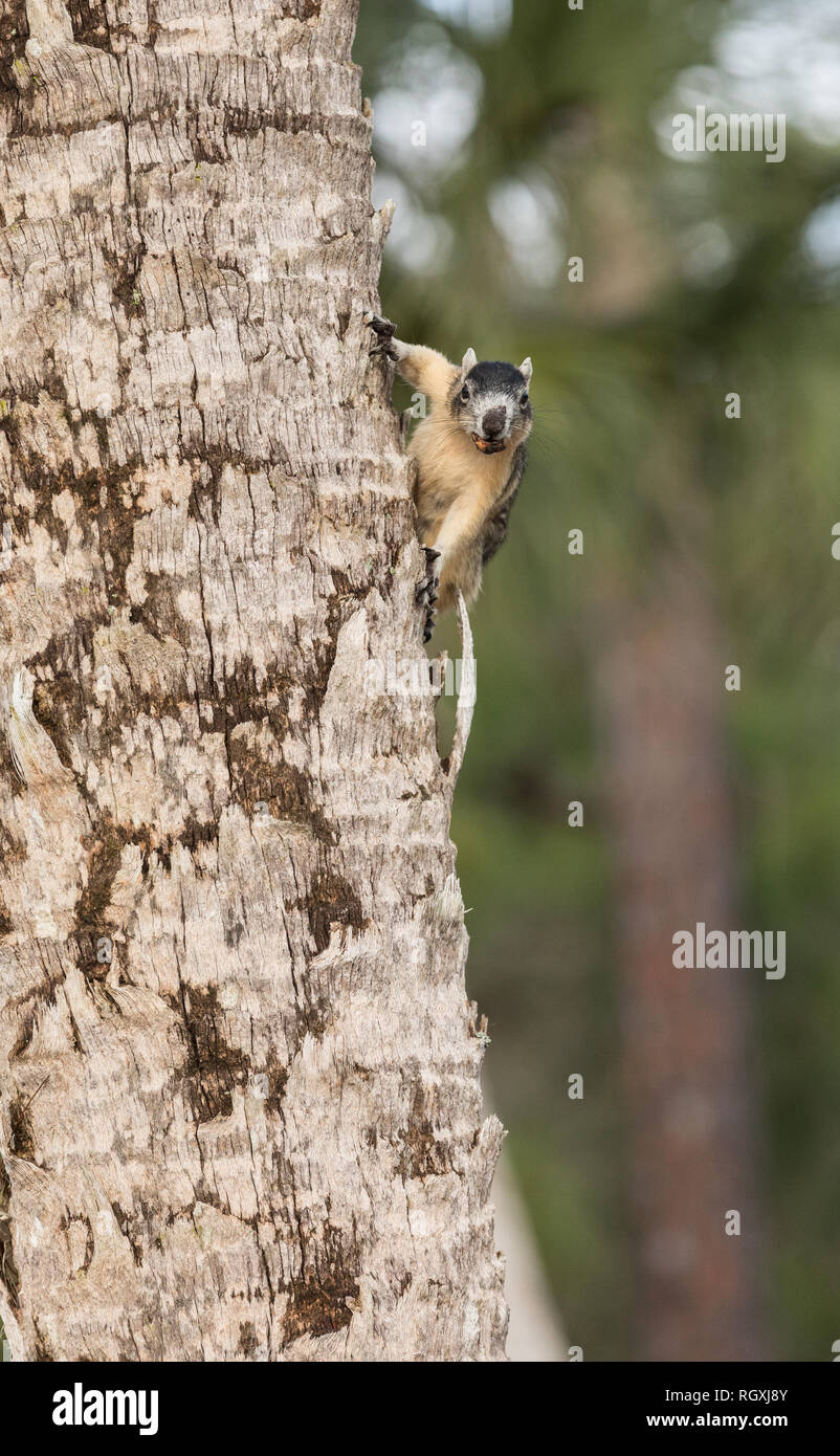 Alert big cypress fox squirrel Sciurus niger avicennia gathers nuts on a tree branch in summer in Naples, Florida Stock Photo