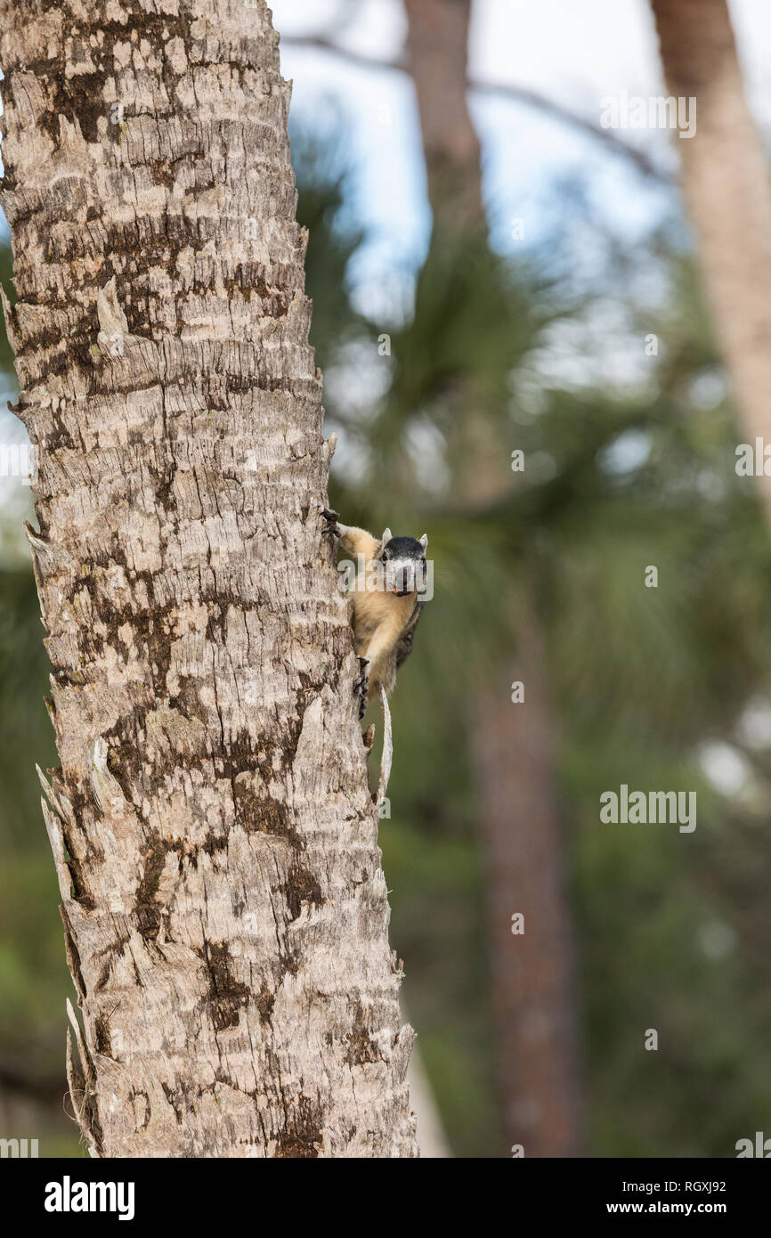 Alert big cypress fox squirrel Sciurus niger avicennia gathers nuts on a tree branch in summer in Naples, Florida Stock Photo