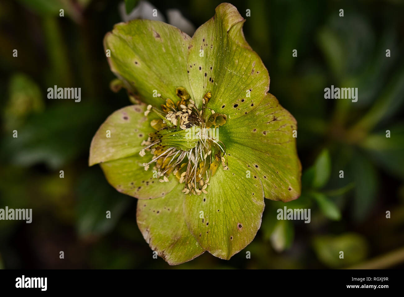 Plants Flowers Macro Photography Stock Photo - Alamy