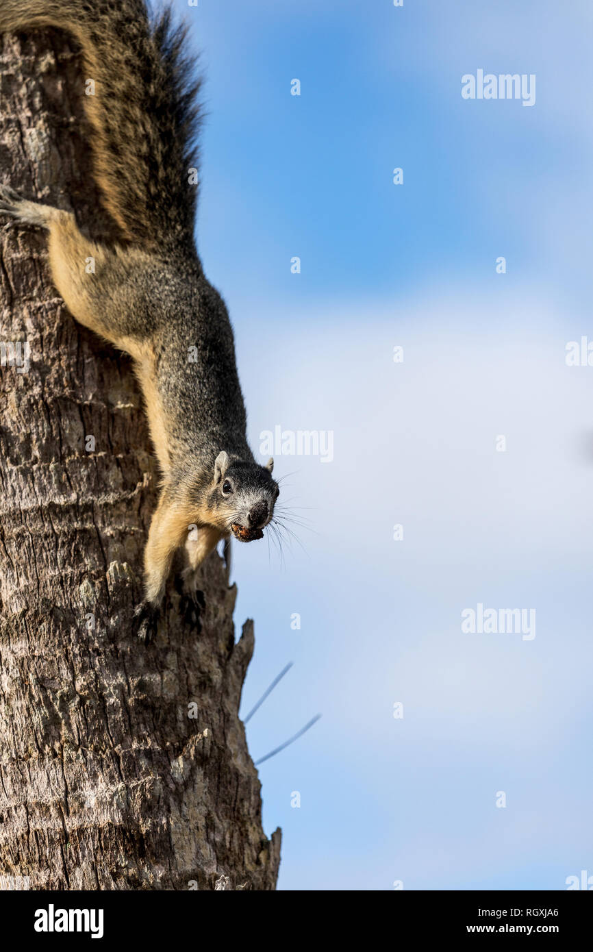 Alert big cypress fox squirrel Sciurus niger avicennia gathers nuts on a tree branch in summer in Naples, Florida Stock Photo