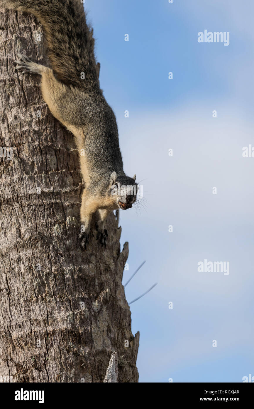 Alert big cypress fox squirrel Sciurus niger avicennia gathers nuts on a tree branch in summer in Naples, Florida Stock Photo