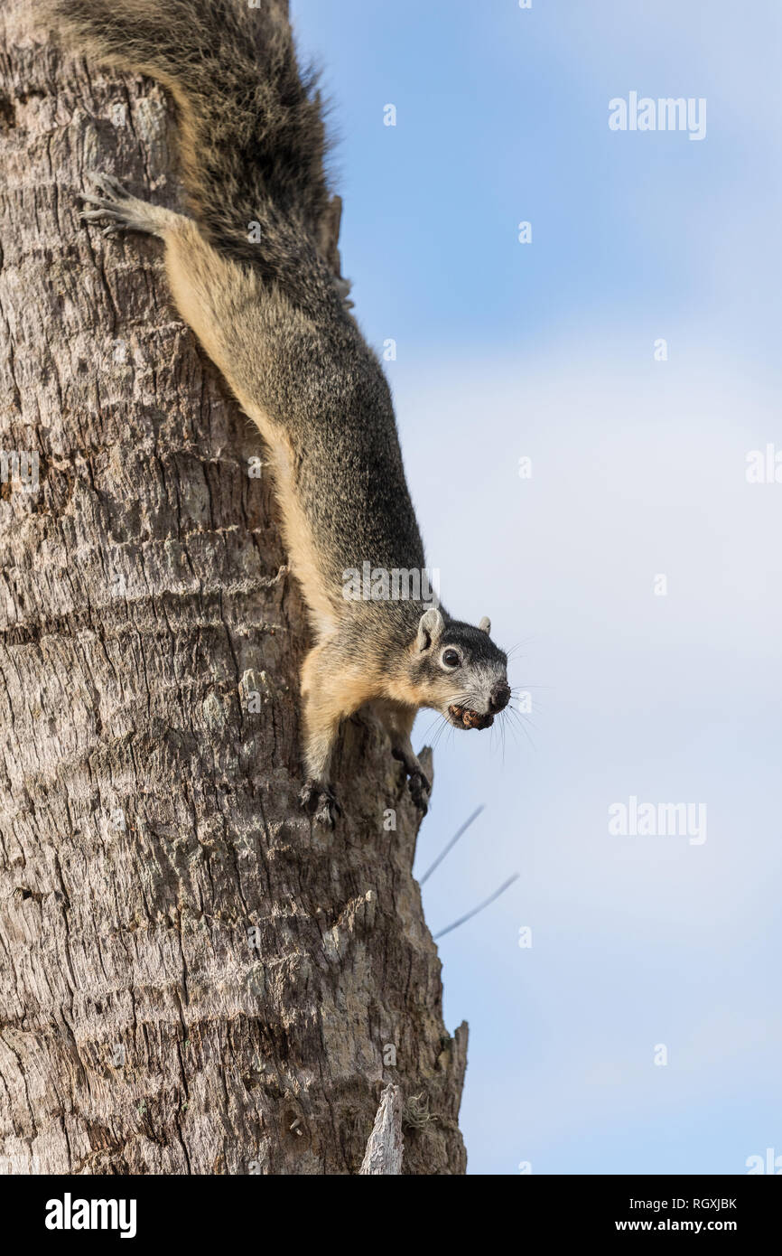 Alert big cypress fox squirrel Sciurus niger avicennia gathers nuts on a tree branch in summer in Naples, Florida Stock Photo