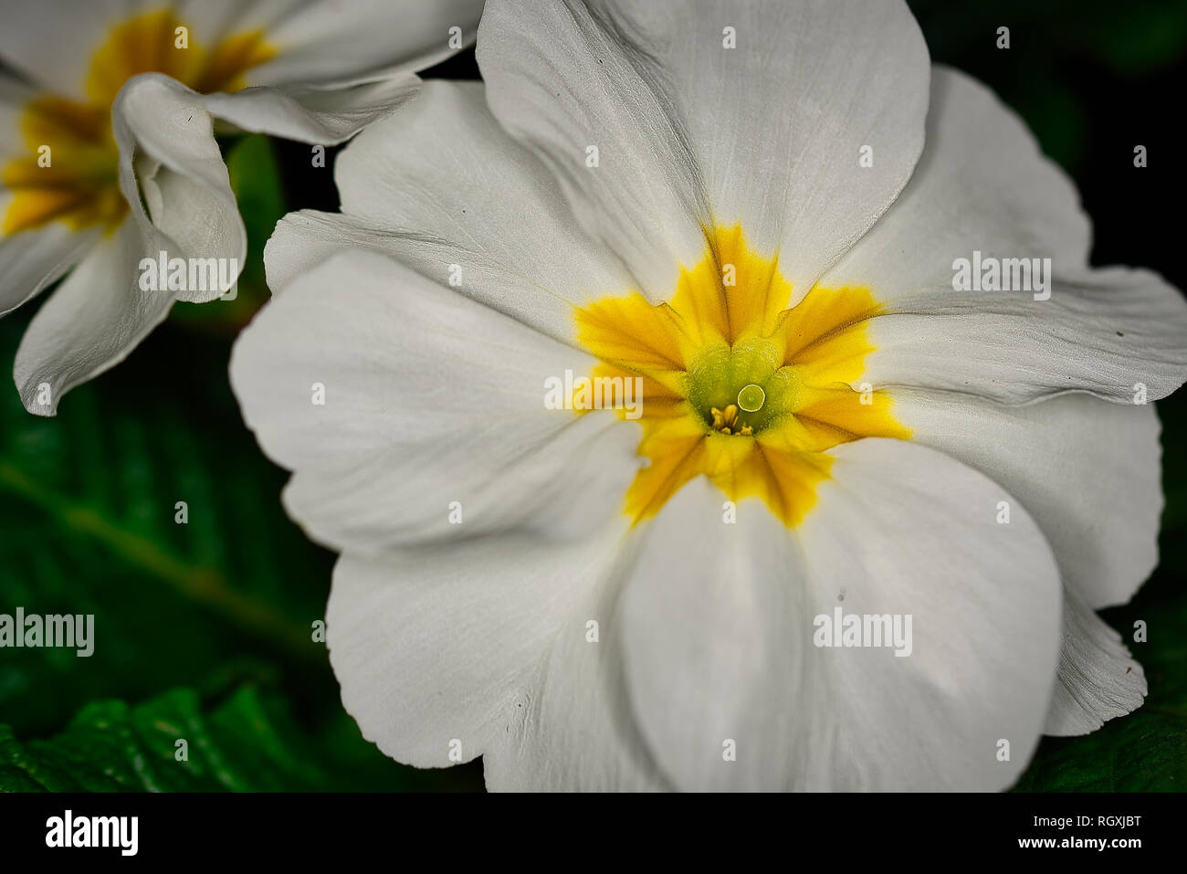 Plants Flowers Macro Photography Stock Photo - Alamy