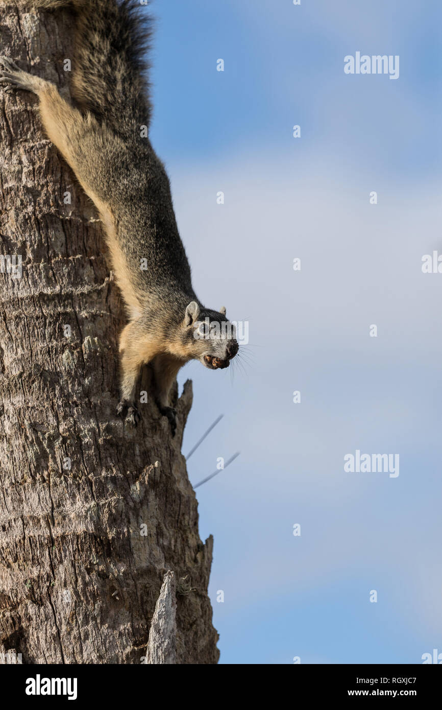 Alert big cypress fox squirrel Sciurus niger avicennia gathers nuts on a tree branch in summer in Naples, Florida Stock Photo