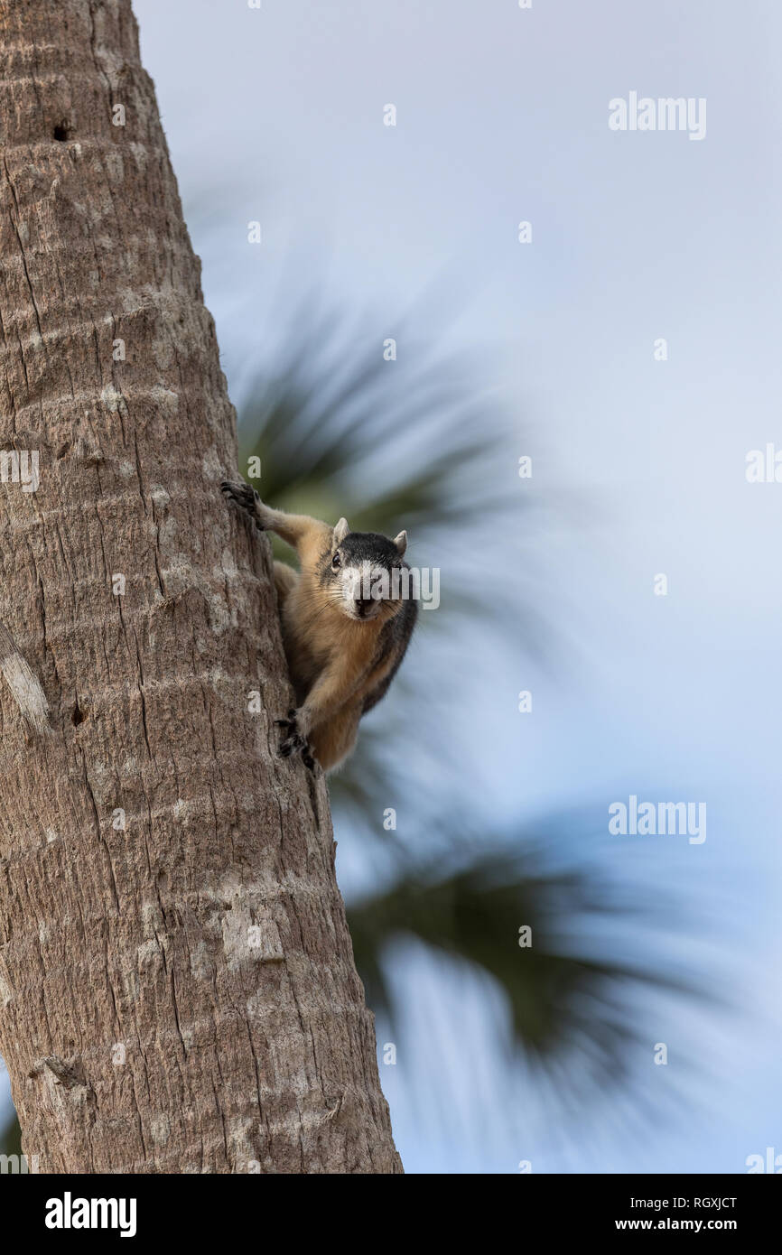 Alert big cypress fox squirrel Sciurus niger avicennia gathers nuts on a tree branch in summer in Naples, Florida Stock Photo