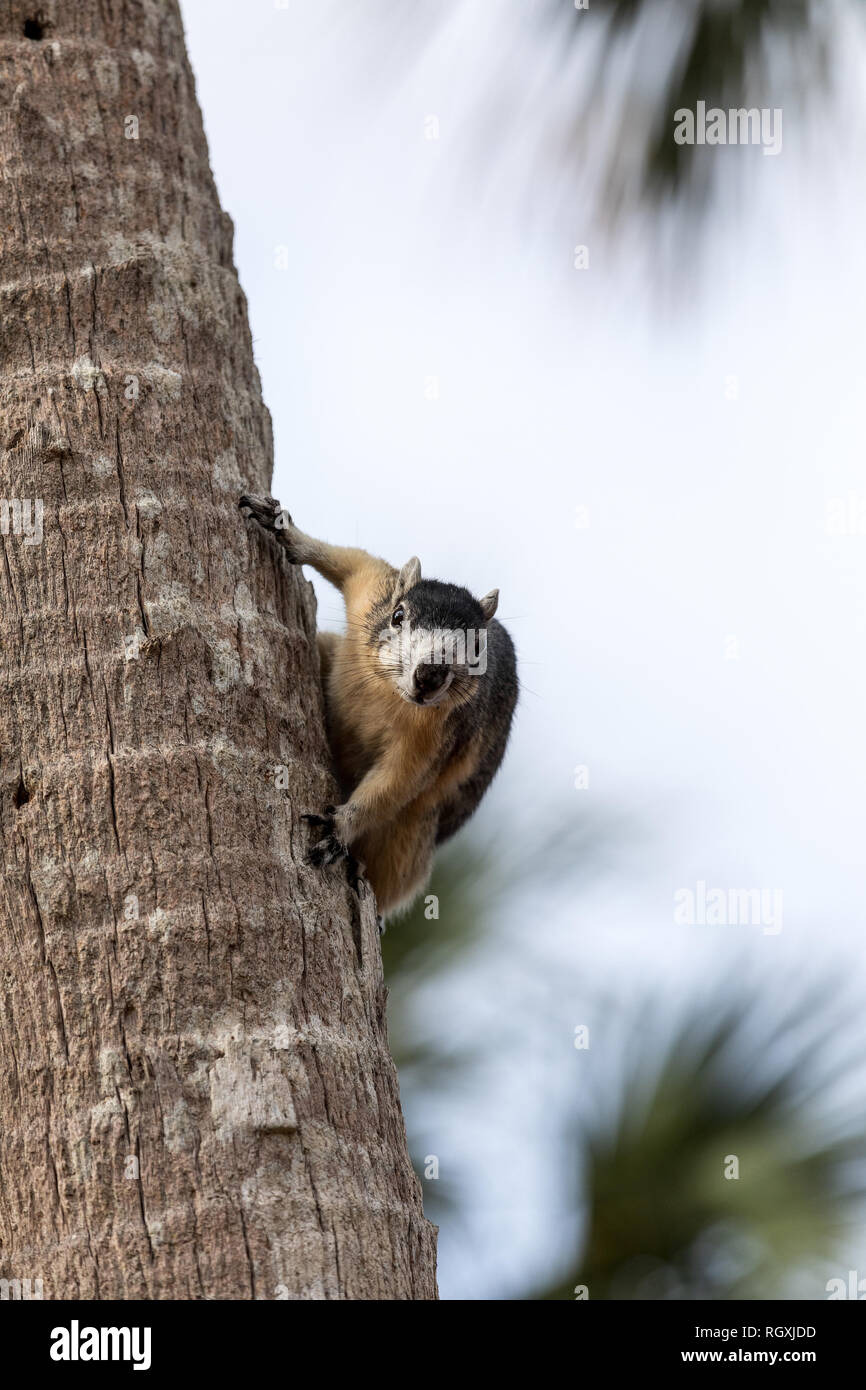 Alert big cypress fox squirrel Sciurus niger avicennia gathers nuts on a tree branch in summer in Naples, Florida Stock Photo