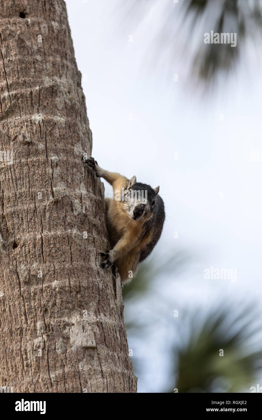 Alert big cypress fox squirrel Sciurus niger avicennia gathers nuts on a tree branch in summer in Naples, Florida Stock Photo