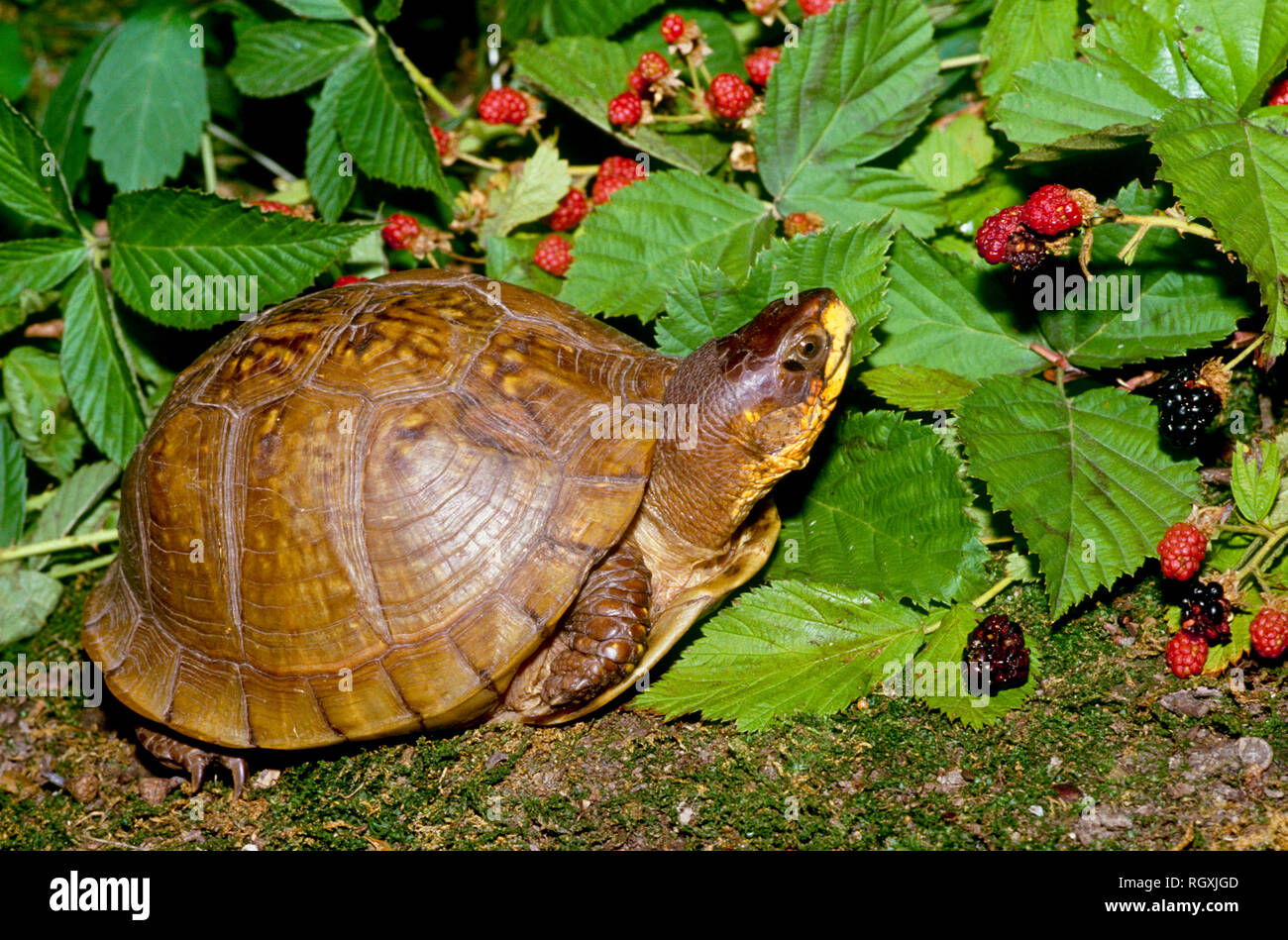 Terrepene carolina hires stock photography and images Alamy