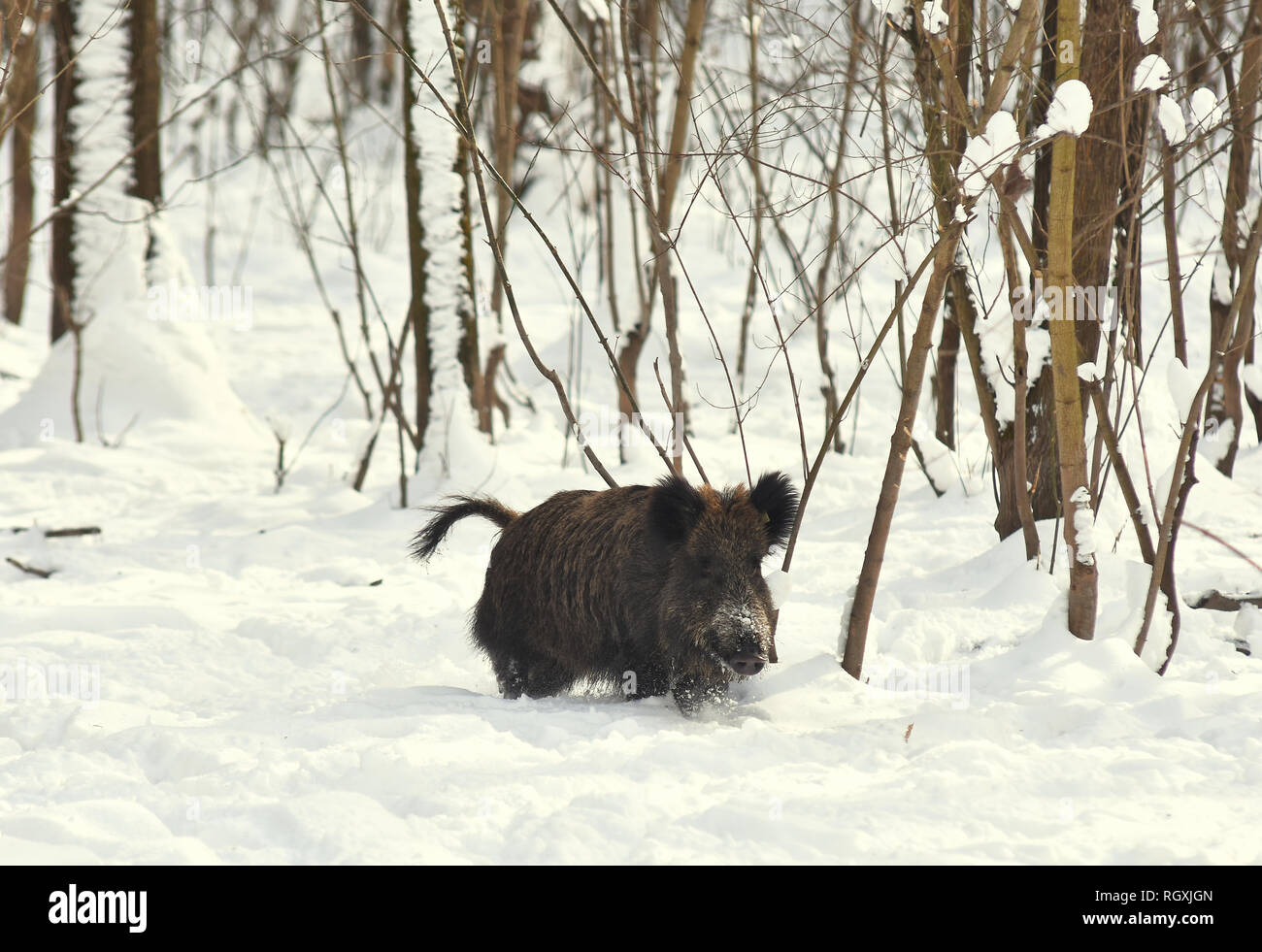 Wild pigs boars eat corn on winter snowy forest Stock Photo Alamy