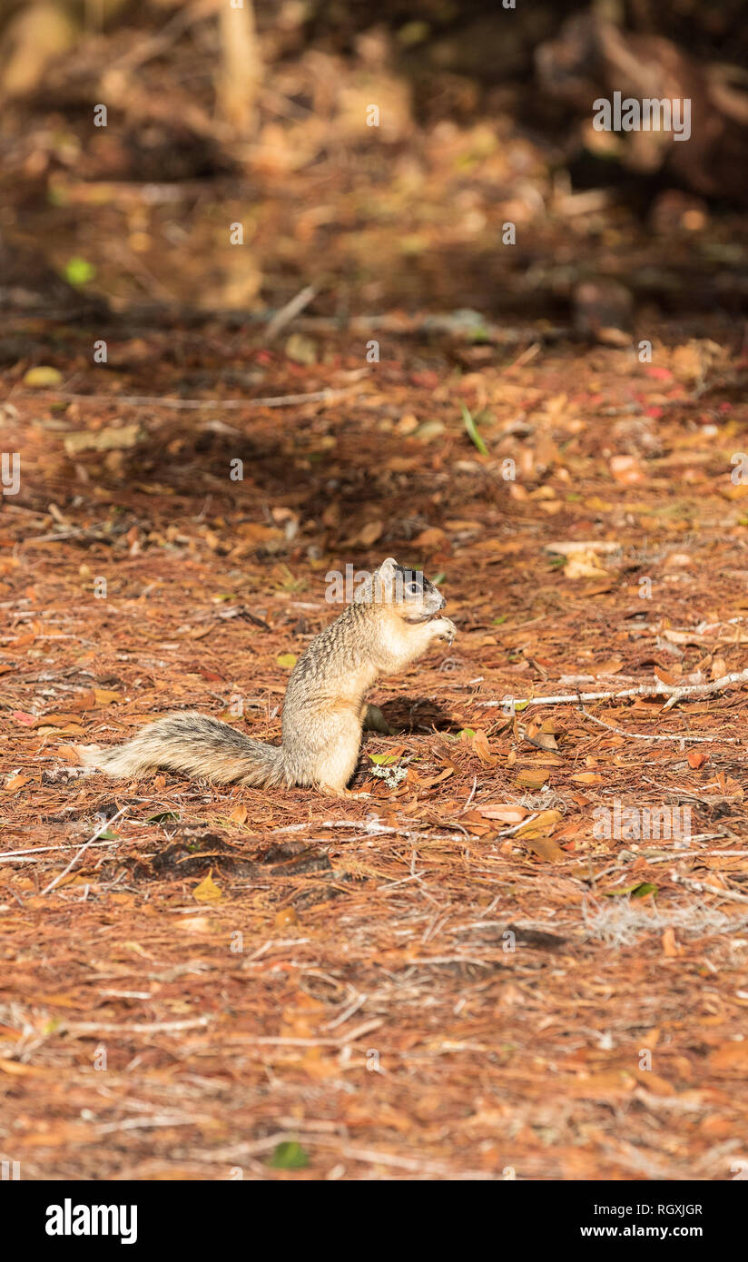 Alert big cypress fox squirrel Sciurus niger avicennia gathers nuts on a tree branch in summer in Naples, Florida Stock Photo