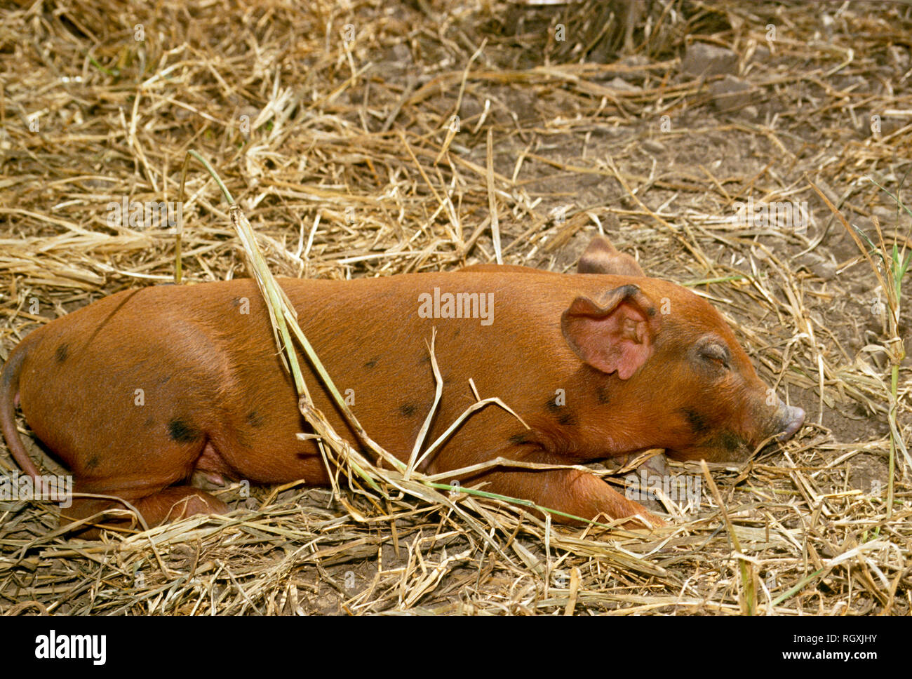 Red-brown four way cross commercial piglet sleeping in straw in  barnyard, Missouri USA Stock Photo