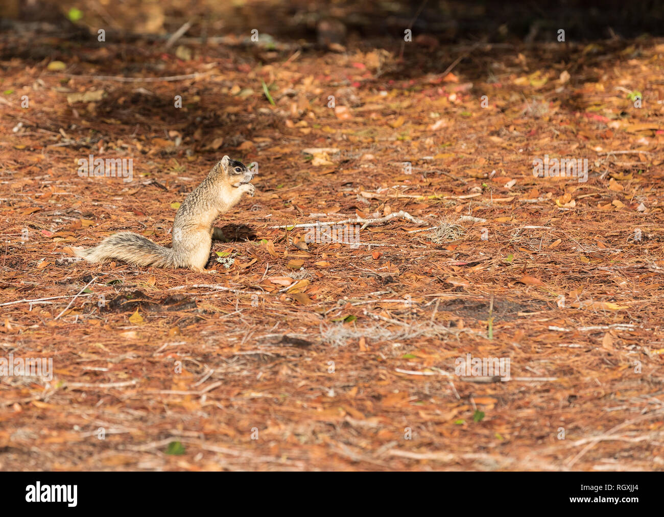Alert big cypress fox squirrel Sciurus niger avicennia gathers nuts on a tree branch in summer in Naples, Florida Stock Photo