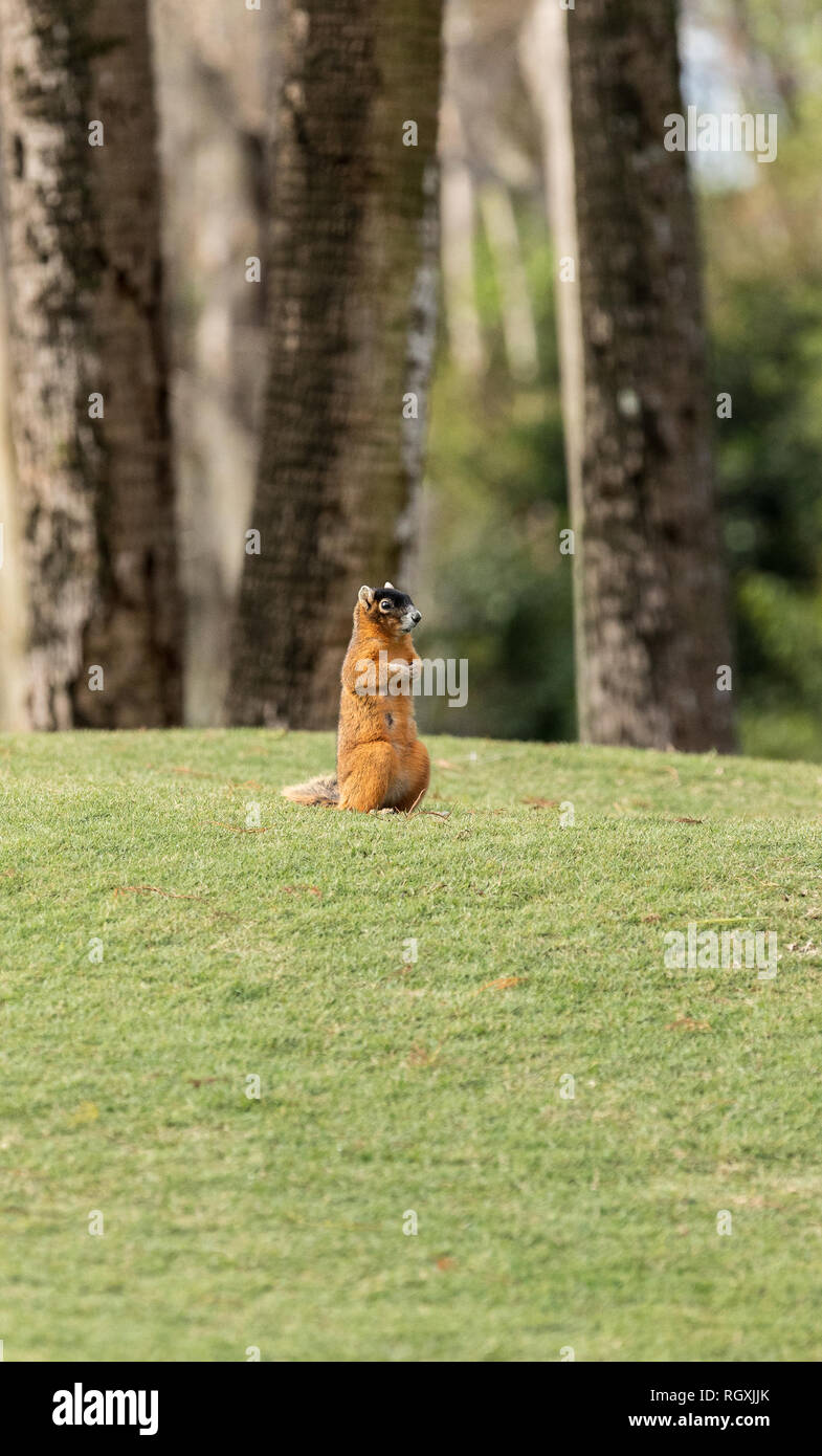 Alert big cypress fox squirrel Sciurus niger avicennia gathers nuts on a tree branch in summer in Naples, Florida Stock Photo