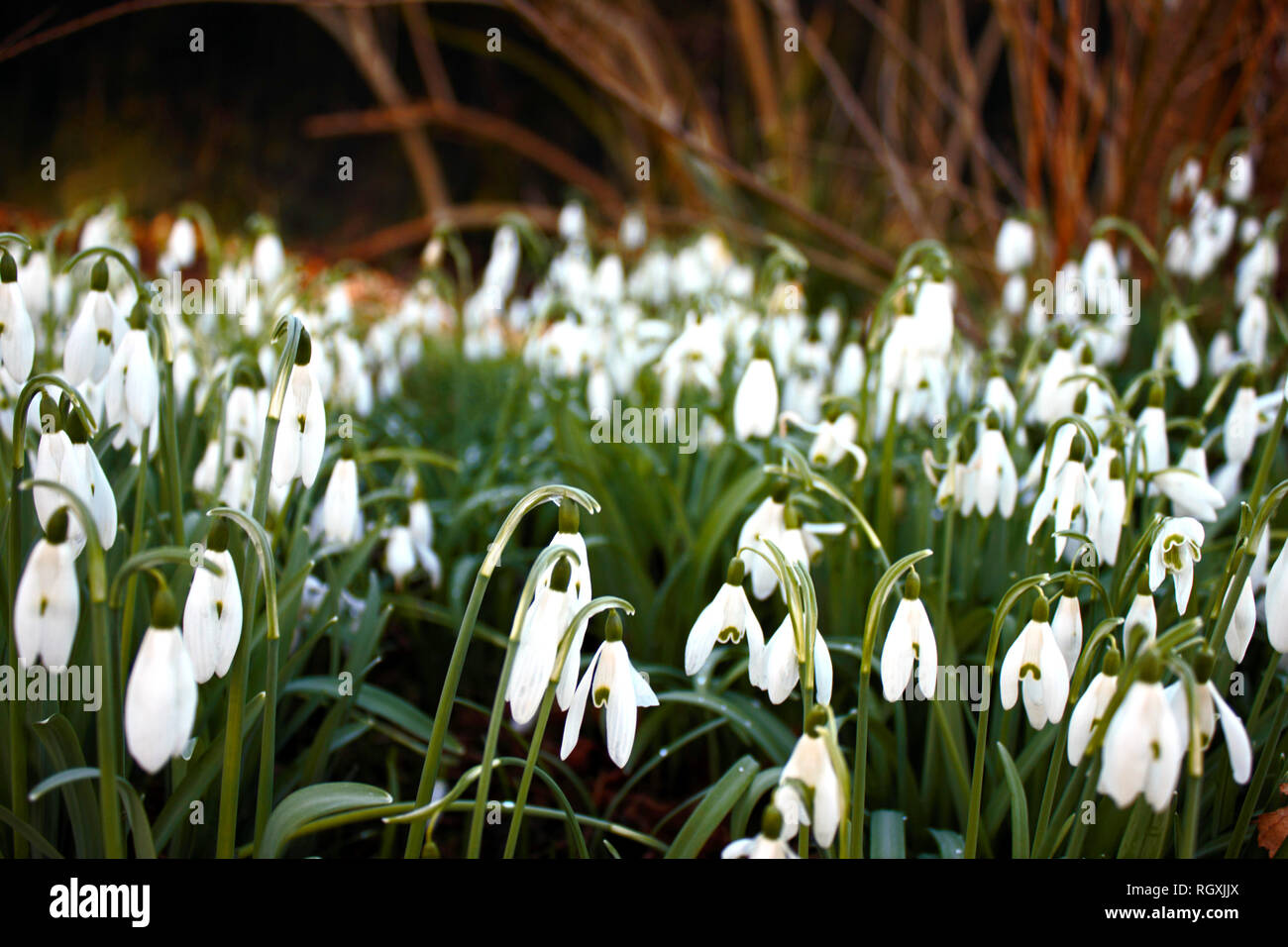 Patch of snowdrops (Galanthus nivalis) selectively focused on foreground. Photography was taken in January in South England. Harbinger of spring. Stock Photo