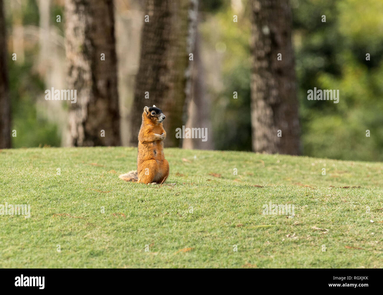 Alert big cypress fox squirrel Sciurus niger avicennia gathers nuts on a tree branch in summer in Naples, Florida Stock Photo