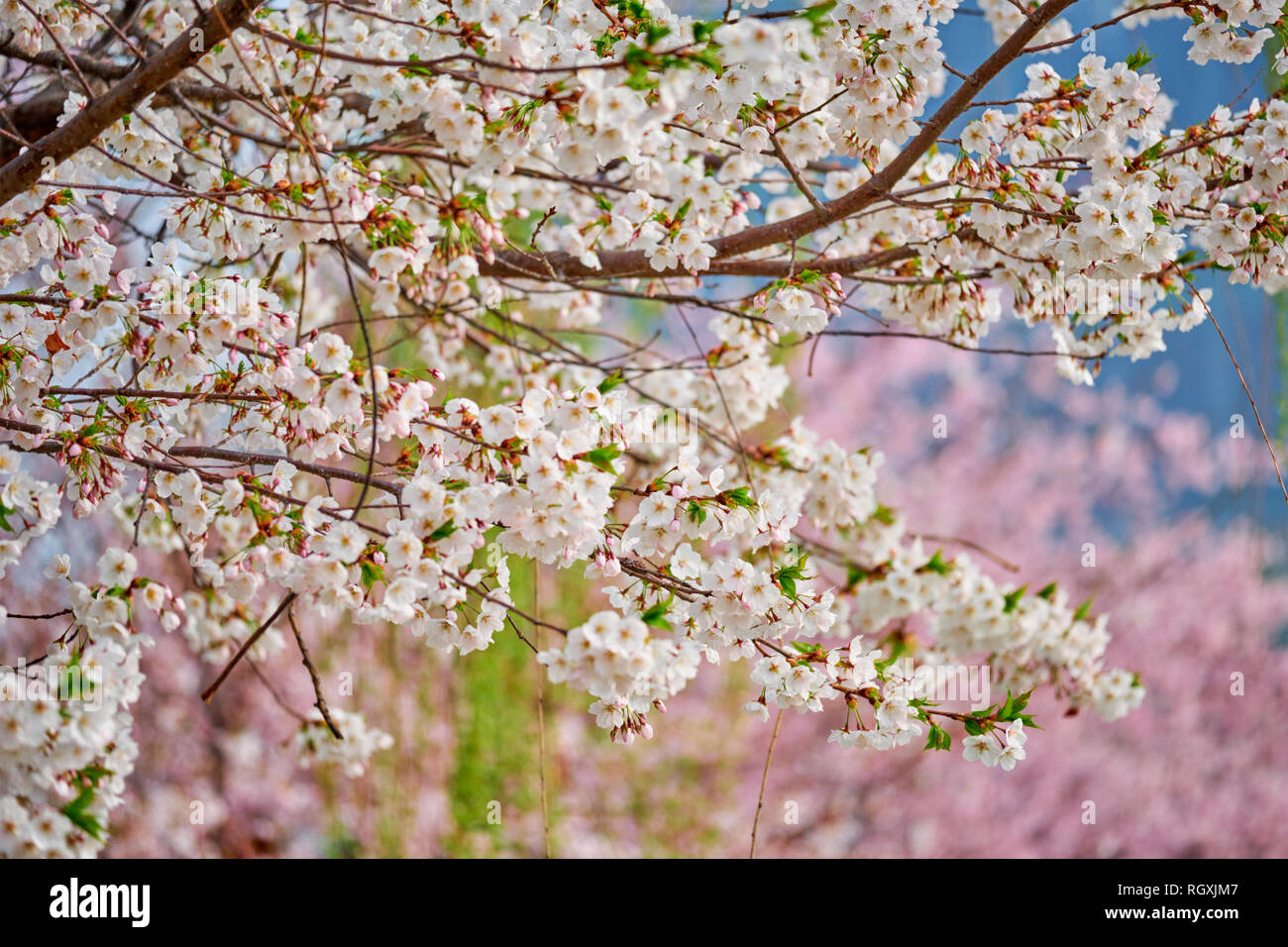 Blooming Sakura Cherry Blossom Close Up Background In Spring