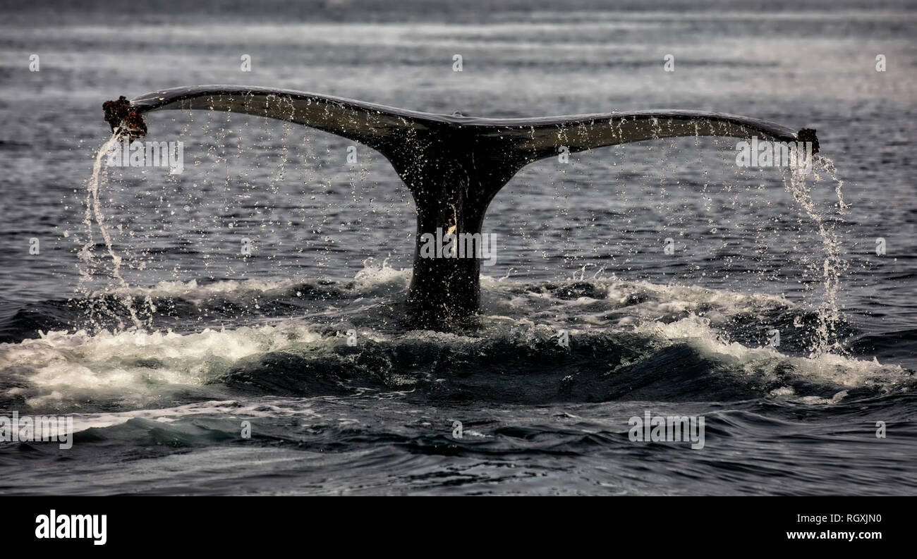 big whale tail watching on Iceland in fjord Stock Photo - Alamy