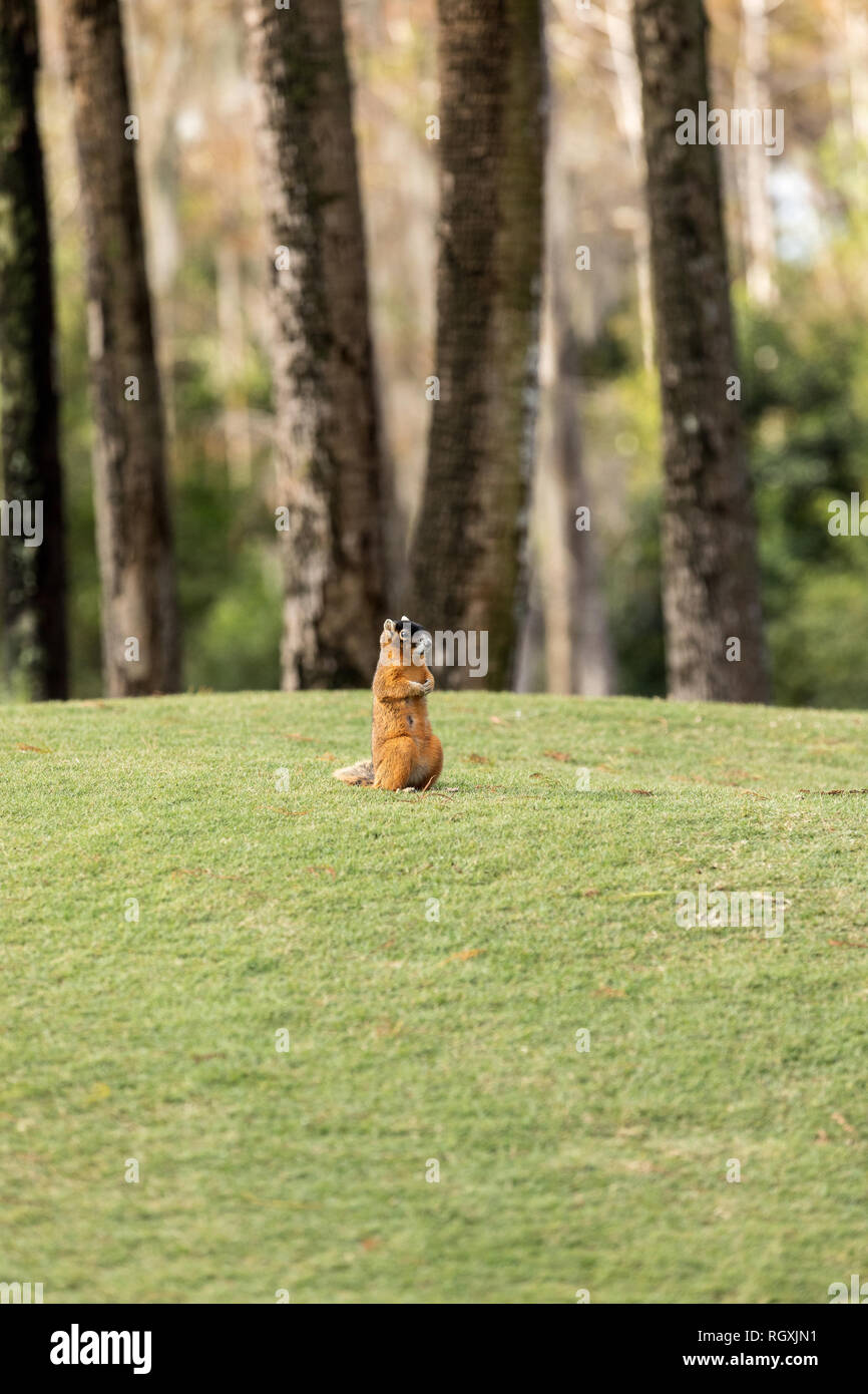 Alert big cypress fox squirrel Sciurus niger avicennia gathers nuts on a tree branch in summer in Naples, Florida Stock Photo