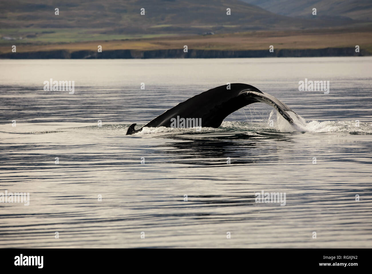 Watching a tail of a big whale on iceland in fjord Stock Photo - Alamy