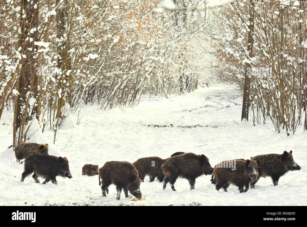 Wild pigs boars eat corn on winter snowy forest Stock Photo Alamy